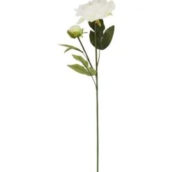 Pionin oksa Kotikulta 70 cm