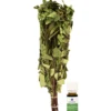 Saunavihta + Eukalyptus-saunatuoksu 10 ml