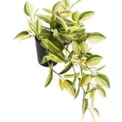 Venhojuoru Kotikulta 46 cm